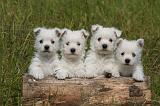 WESTIE 506